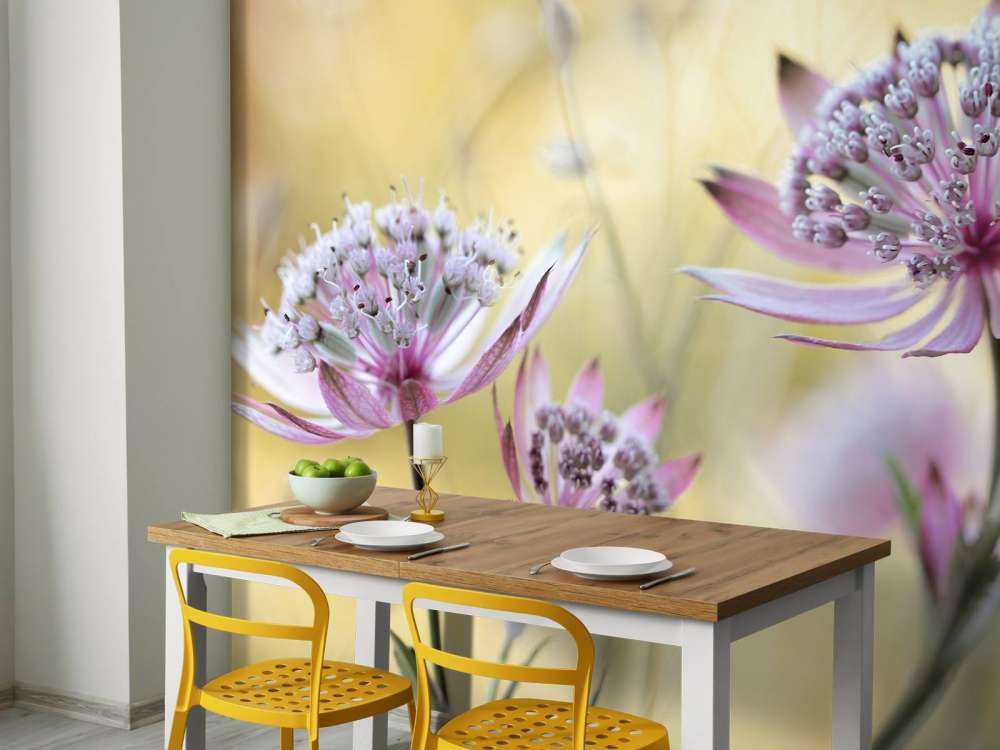 Astrantia Major