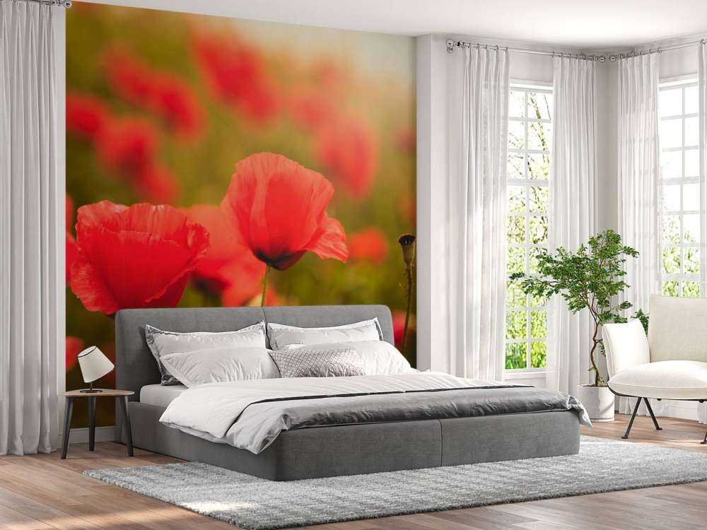 Mohnblumen bei Sonnenaufgang