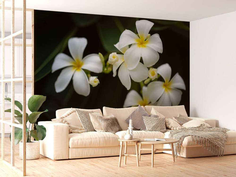 Nahaufnahme Plumeria
