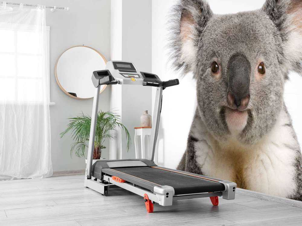 Koala
