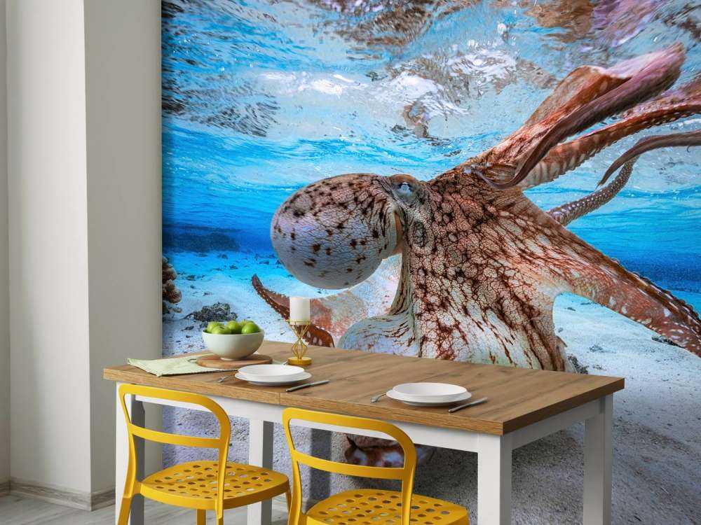 Dancing Octopus