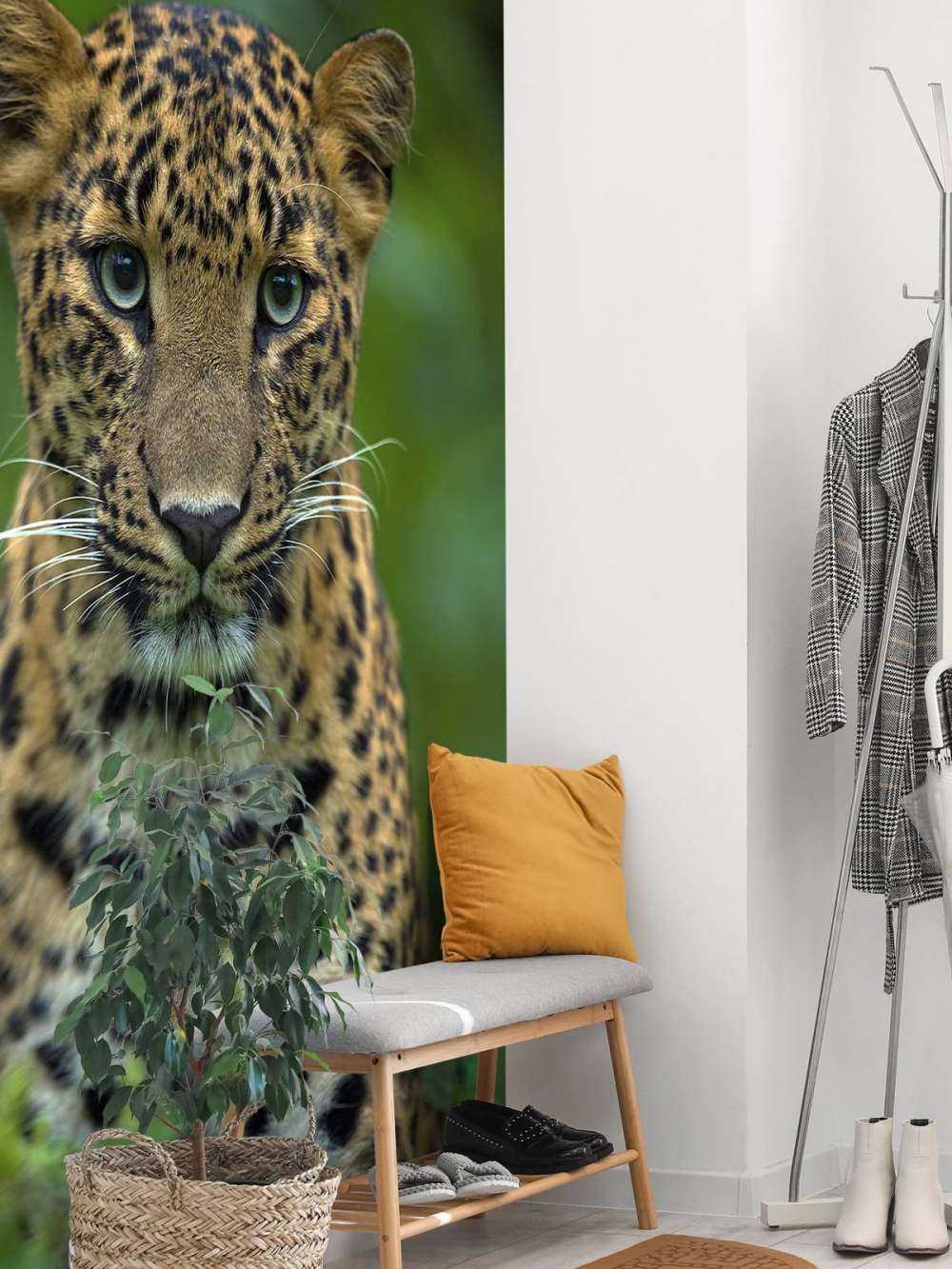 Fokussierter Leopard