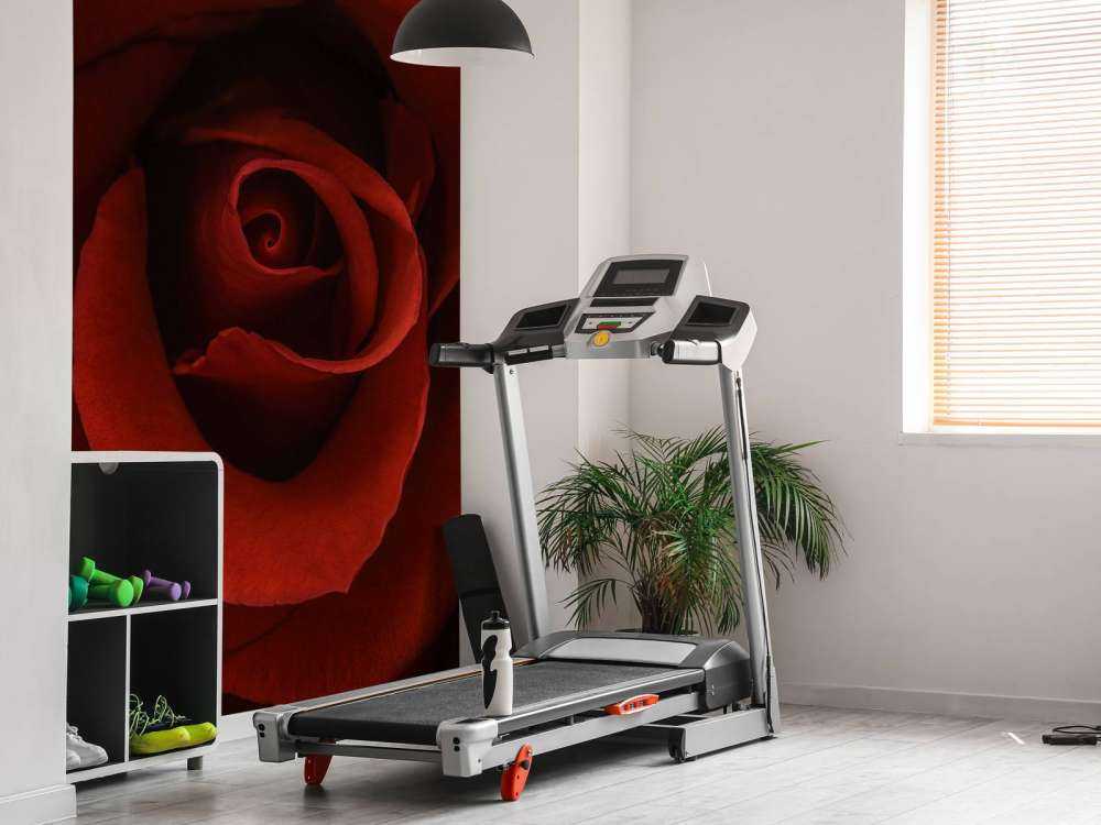 Nahaufnahme rote Rose