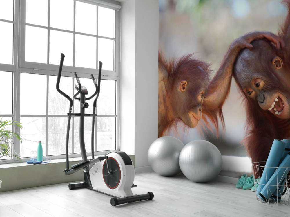 Baby-Orang-Utans