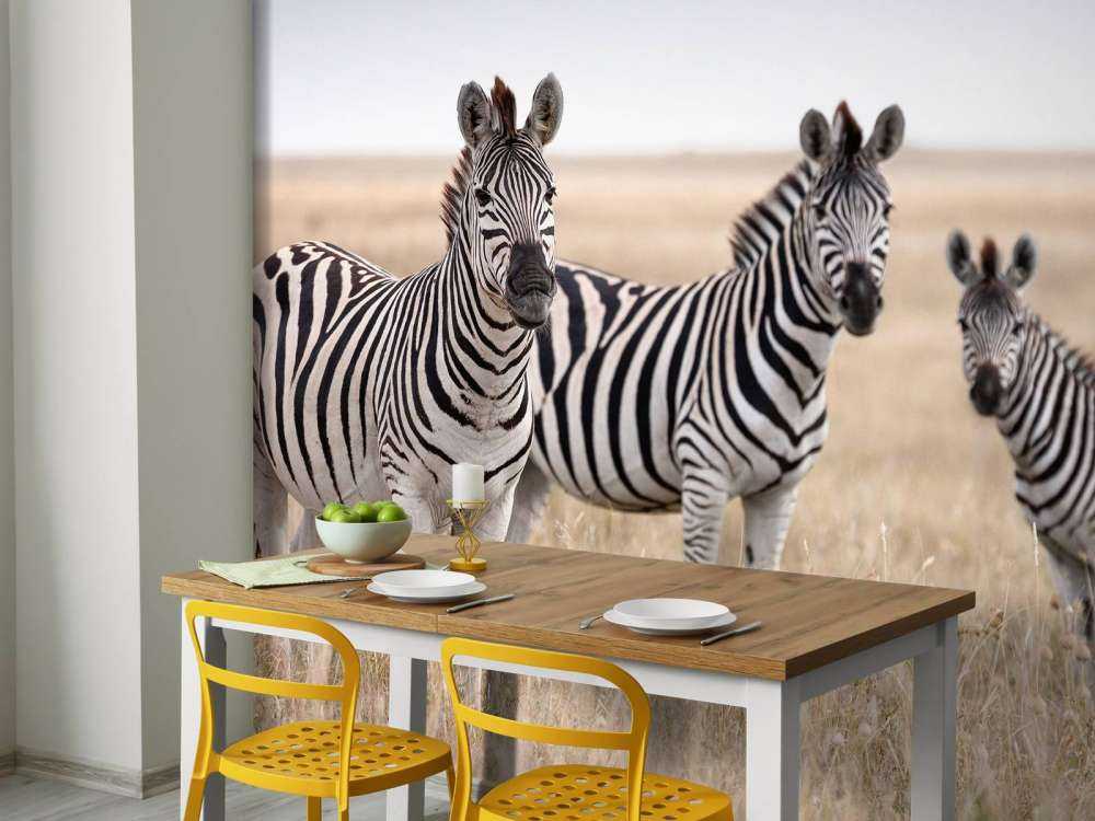 Zebras in der Natur