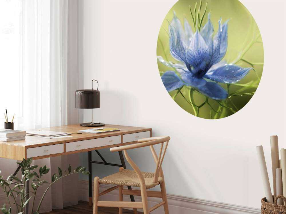 Nigella flower
