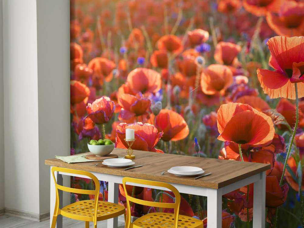 Mohnblumen im Abendlicht