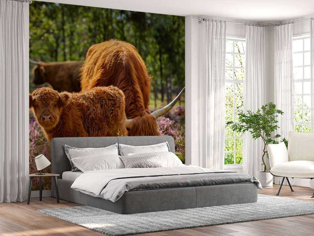 Familie Schottische Hochländer