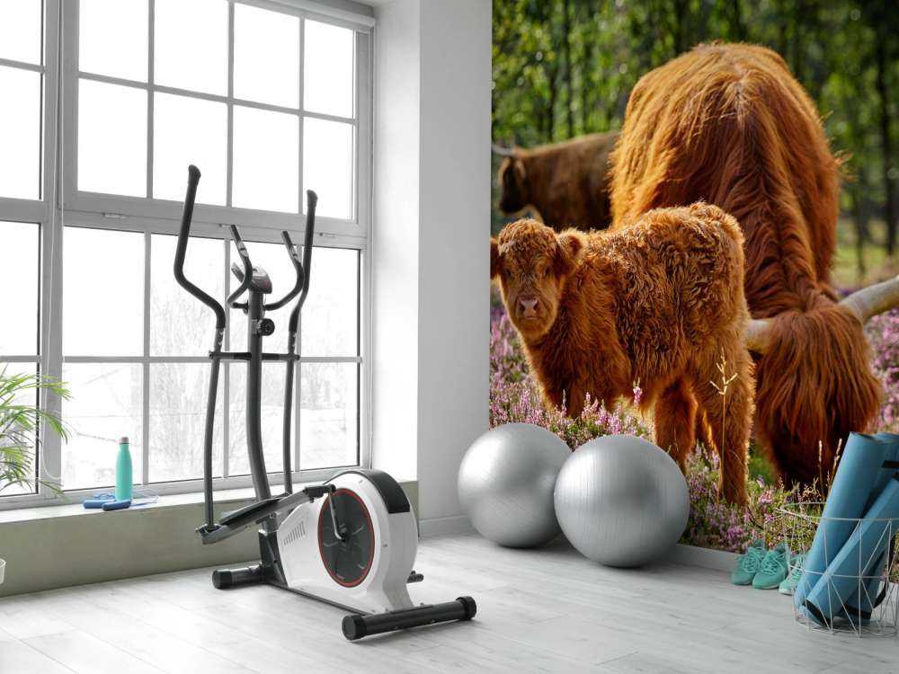 Familie Schottische Hochländer