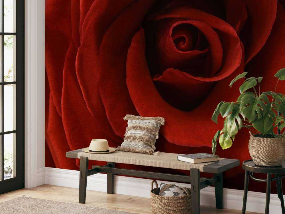 Nahaufnahme rote Rose