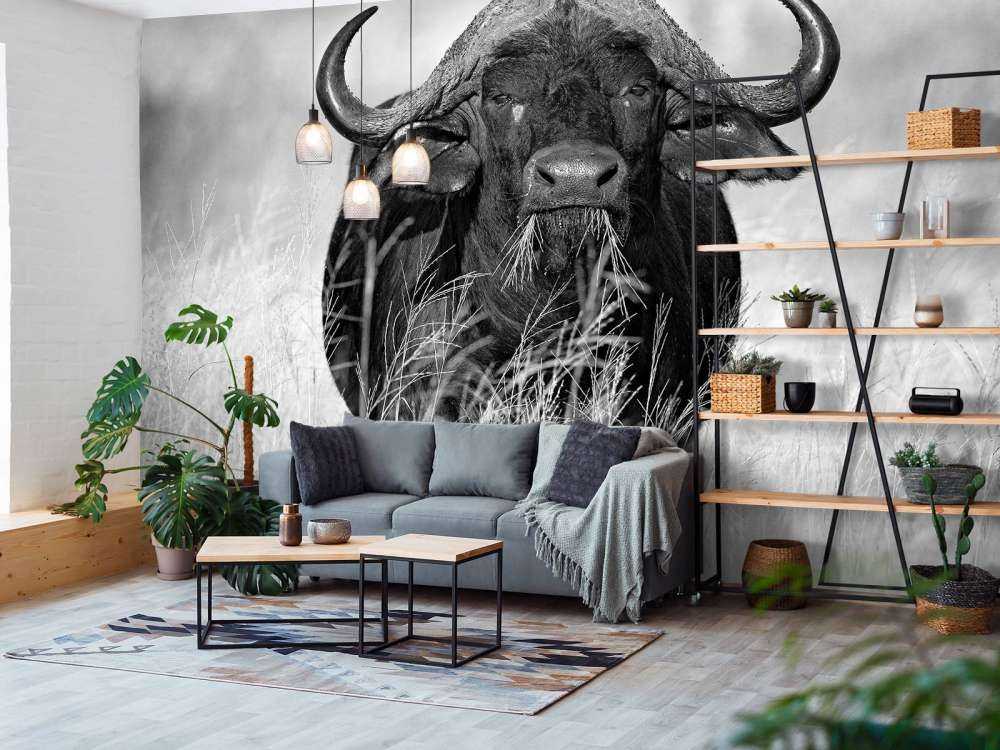 Büffel in Schwarz und Weiß