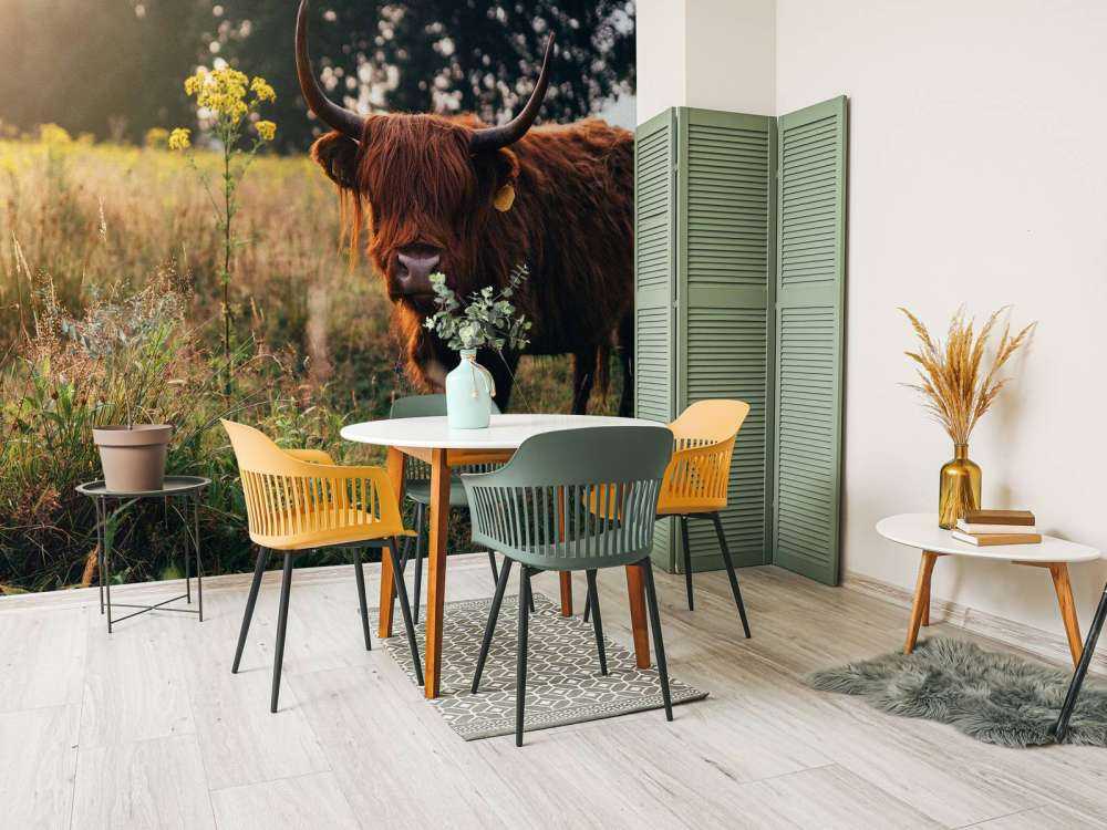 Schottischer Hochländer im hohen Gras