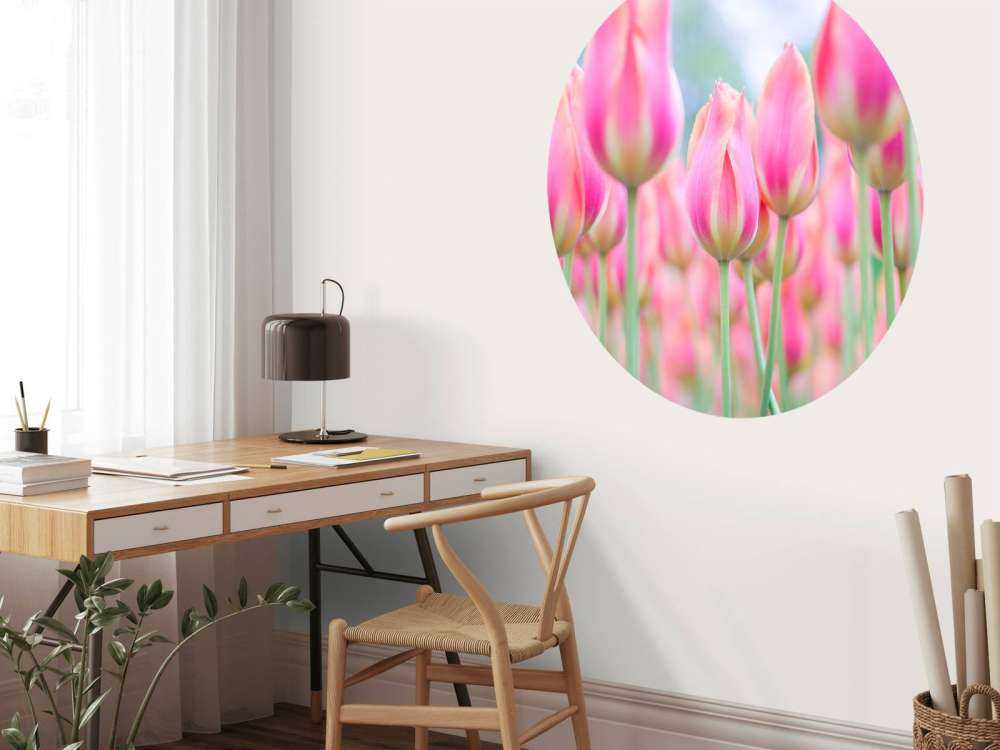 Nahaufnahme rosa Tulpen
