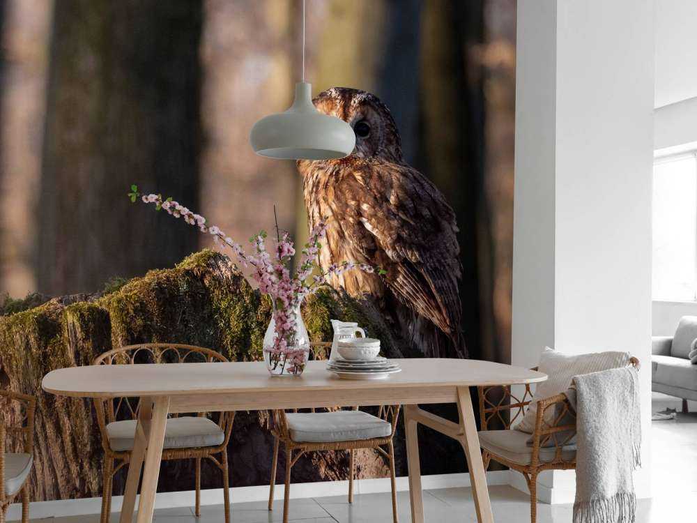 Steinkauz auf einem abgebrochenen Baum