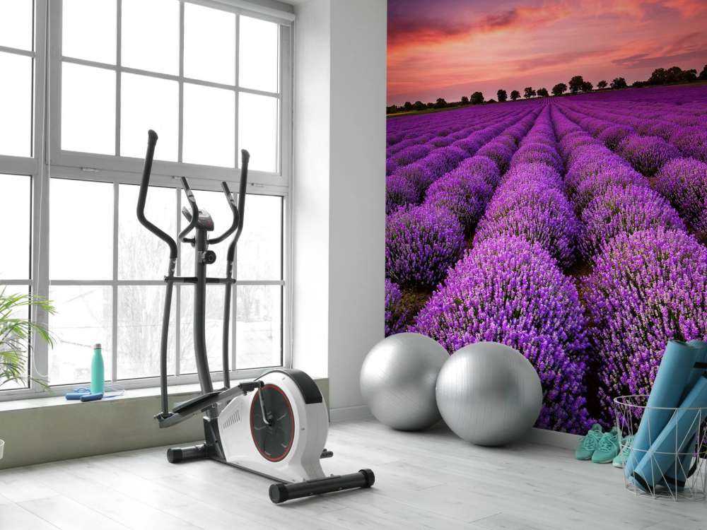 Feld mit Lavendel