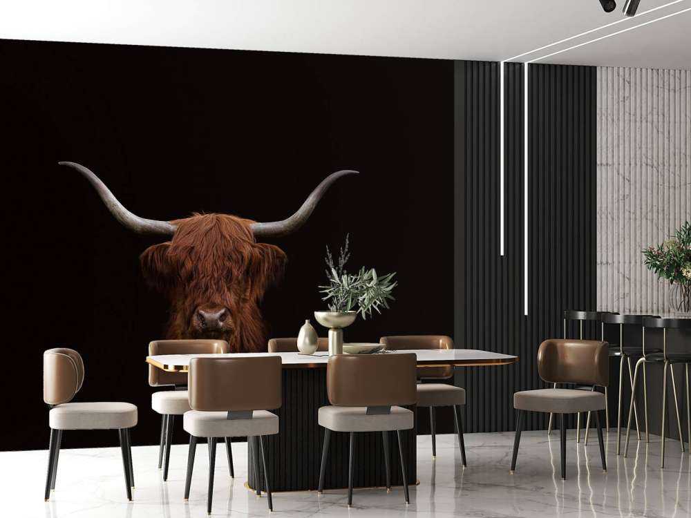 Schottischer Highlander auf dunklem Hintergrund