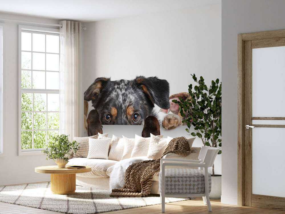 Spähende Hunde
