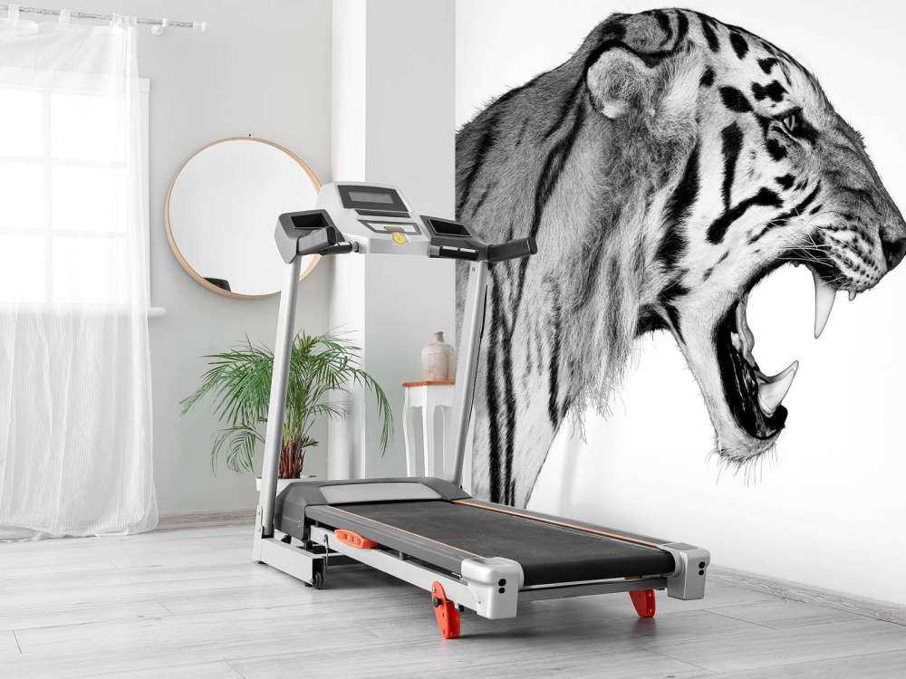 Brüllender Tiger weiß