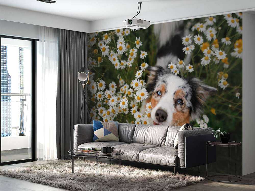 Australischer Schäferhund unter Blumen