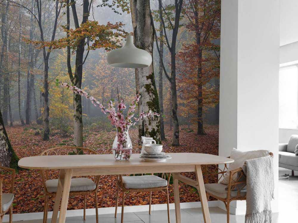 Birkenwald im Herbst