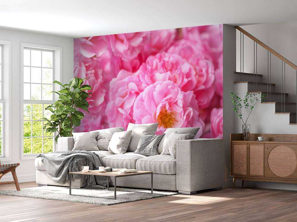 Mehrere rosa Rosen