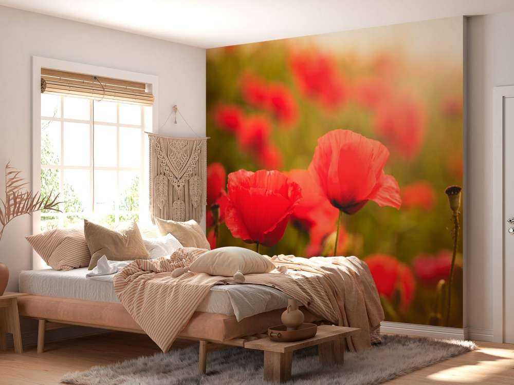 Mohnblumen bei Sonnenaufgang