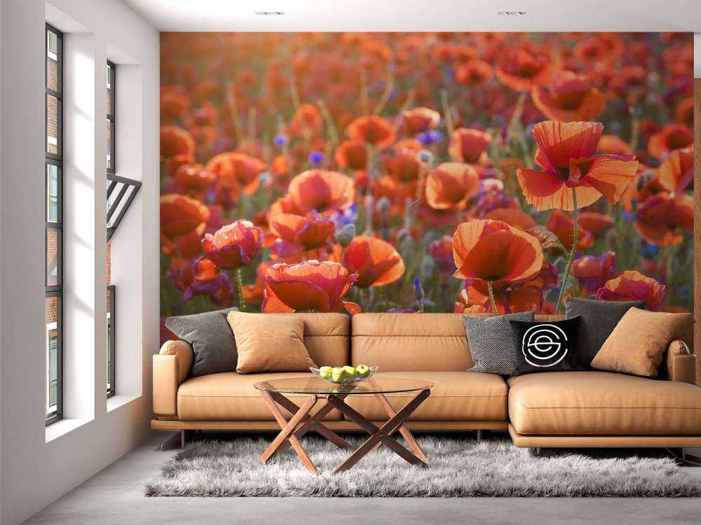 Mohnblumen im Abendlicht