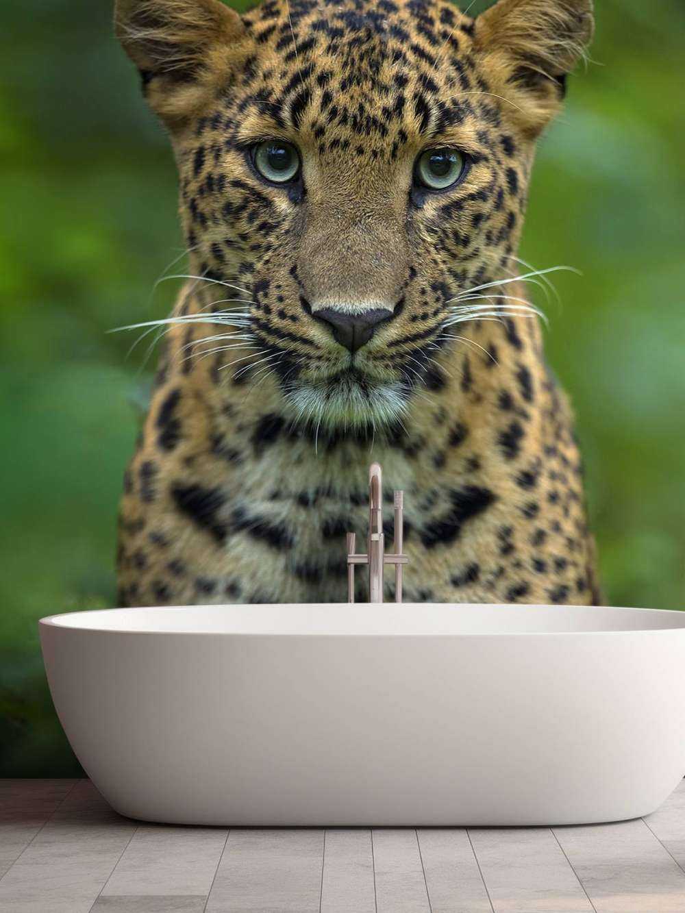 Fokussierter Leopard