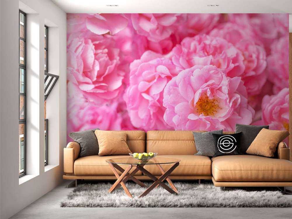 Mehrere rosa Rosen