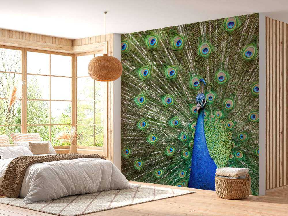 Pfau mit ausgebreiteten Federn