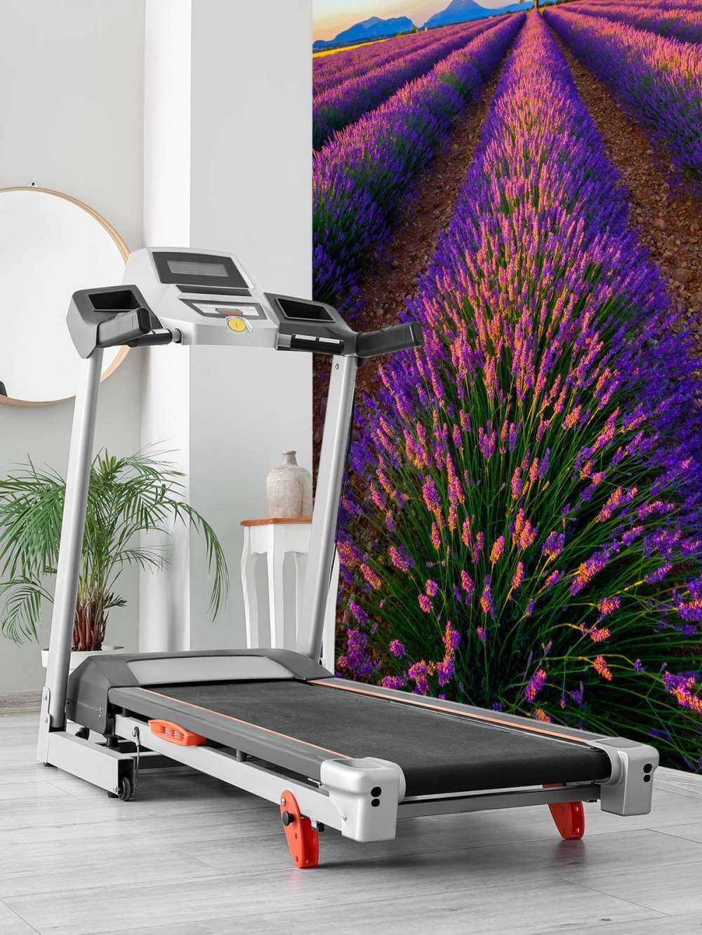 Lavendel im Sonnenlicht