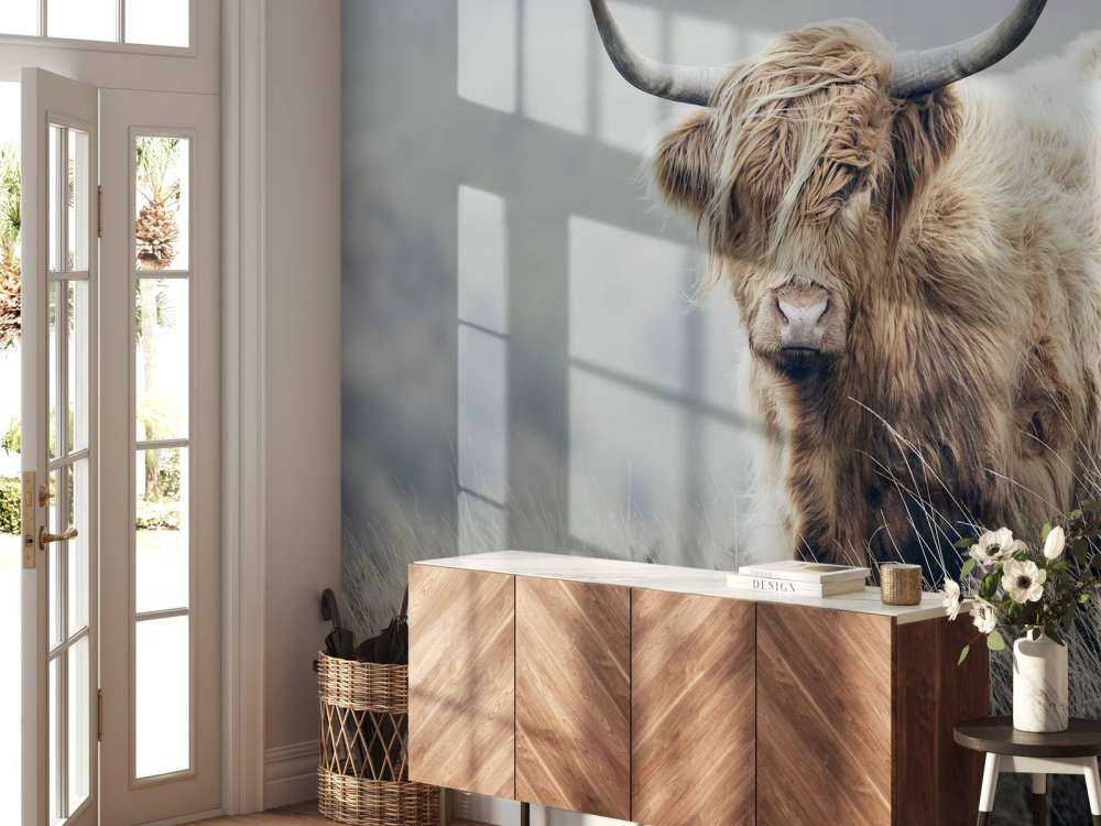 Schottische Hochländer in der Natur