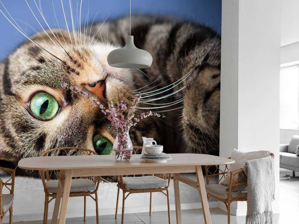 Rollende Katze