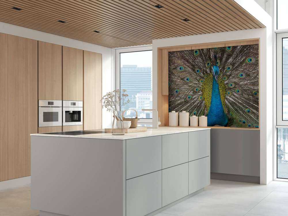 Pfau mit aufgeplusterter Federn
