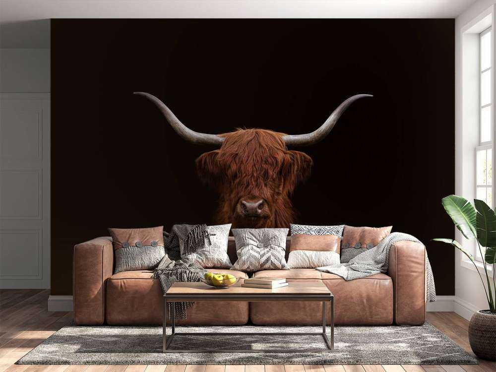 Schottischer Highlander auf dunklem Hintergrund