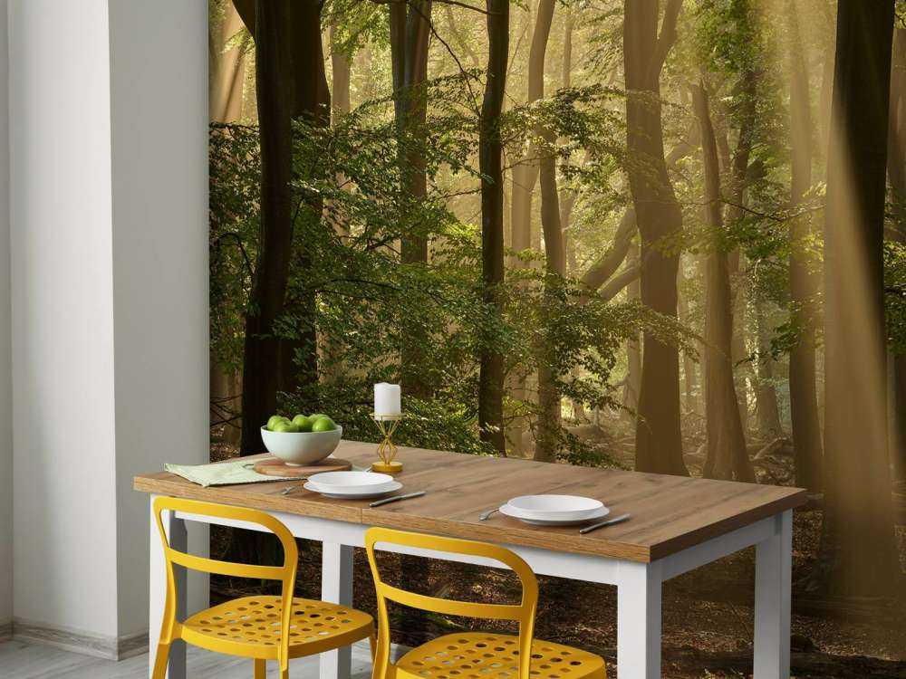 Alter Wald mit Sonnenharfen