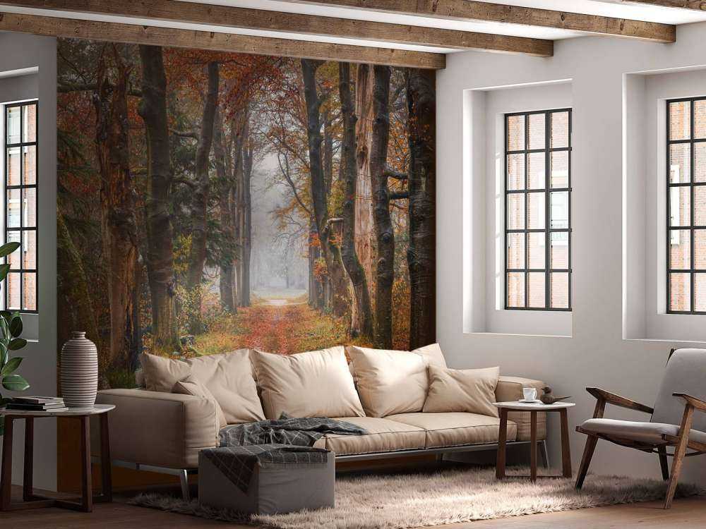 Waldweg mit alten Bäumen