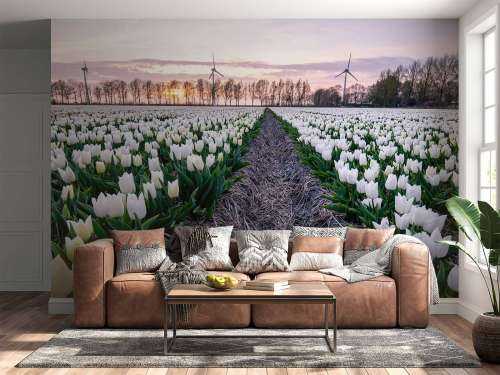 Feld mit weißen Tulpen