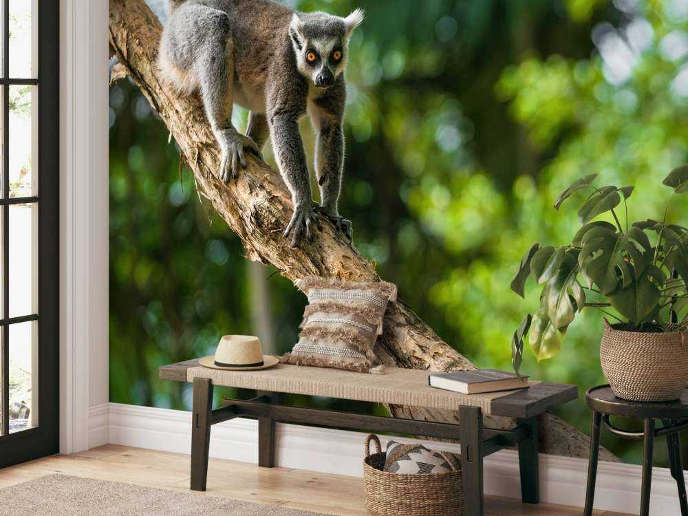 Ringelschwanzaffe in einem Baum