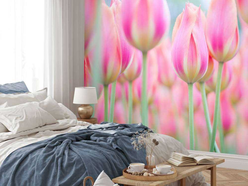 Nahaufnahme rosa Tulpen