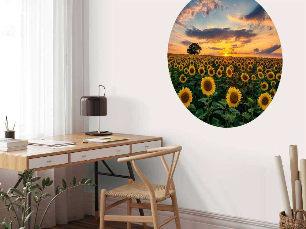 Feld voller Sonnenblumen