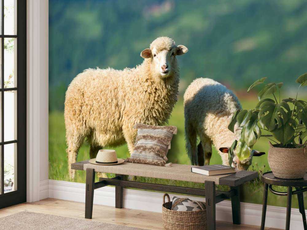Zwei Schafe auf der Wiese