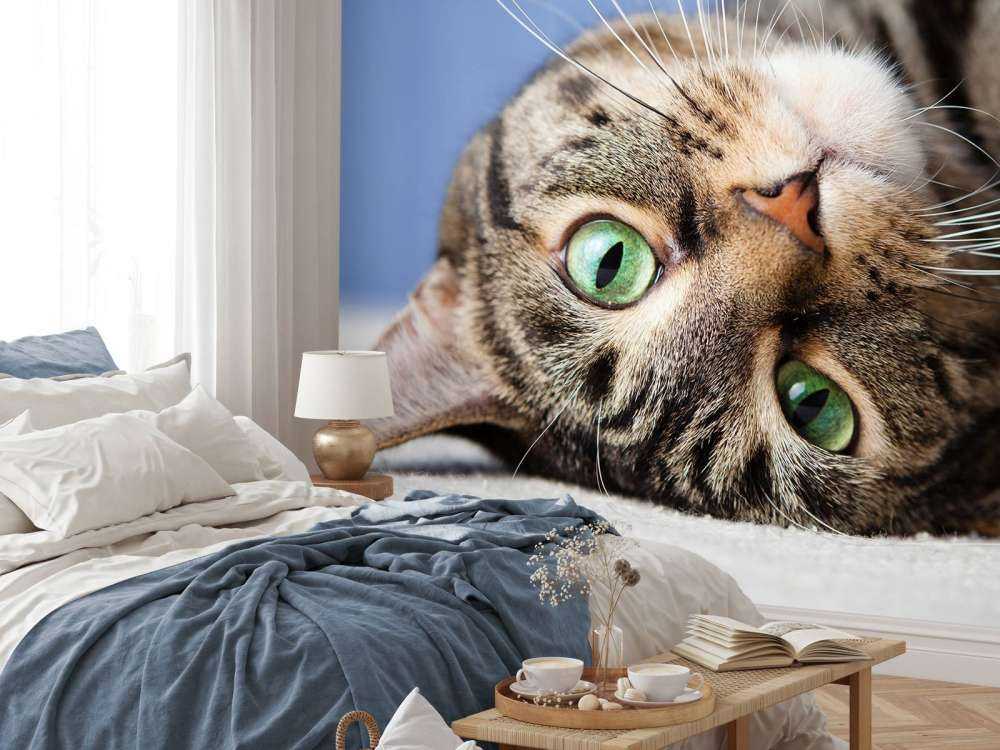 Rollende Katze