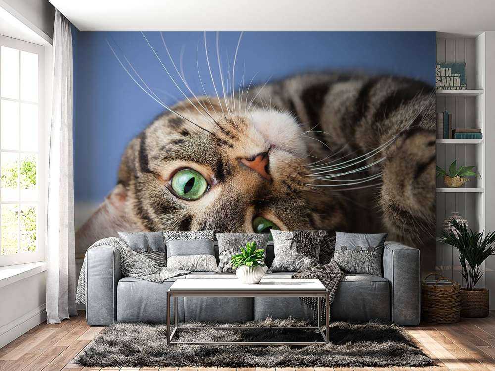 Rollende Katze