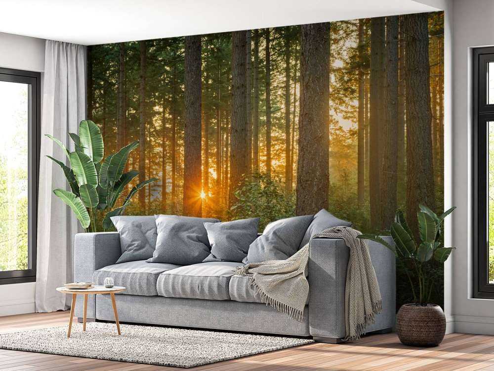 Sonnenstrahlen in einem Nadelbaumwald