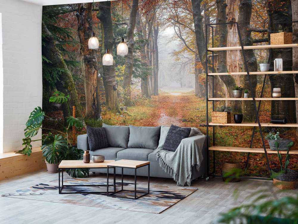 Waldweg mit alten Bäumen