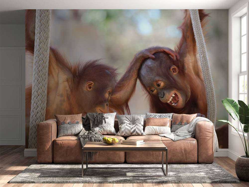 Baby-Orang-Utans