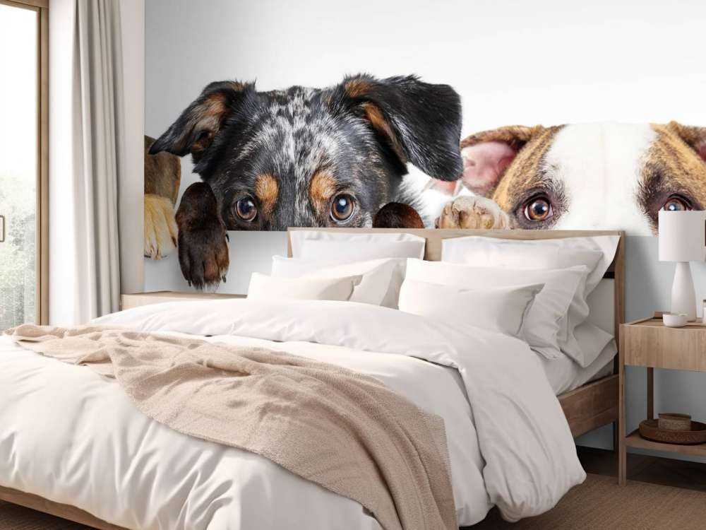 Spähende Hunde