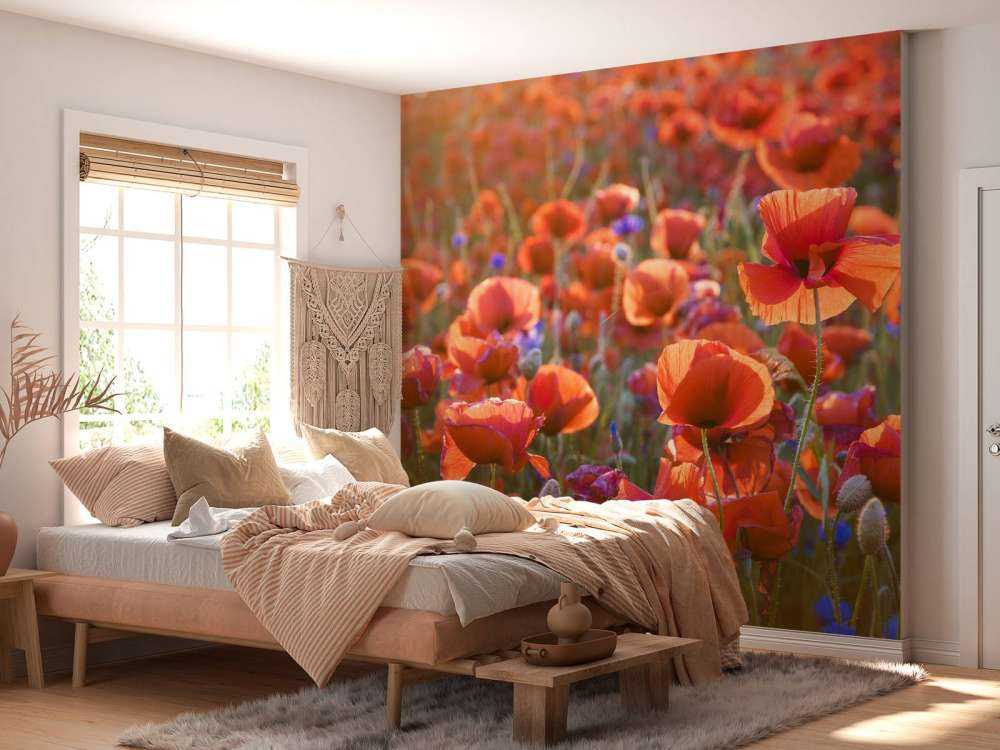 Mohnblumen im Abendlicht