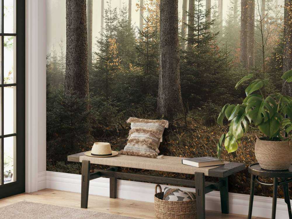 Der Kaufunger Wald